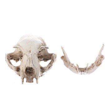 Реалистичная смоляная копия кошачьего черепа Обучение Скелет Модель Орнамент