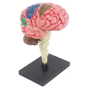 Модель мозга для обучения детей Медицинская модель Анатомическая модель с цветовой кодировкой основания дисплея для идентификации функций мозга Обучение